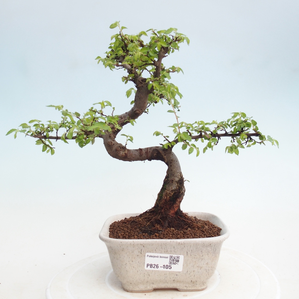 Zimmerbonsai - Ulmus parvifolia - Kleinblättrige Ulme
