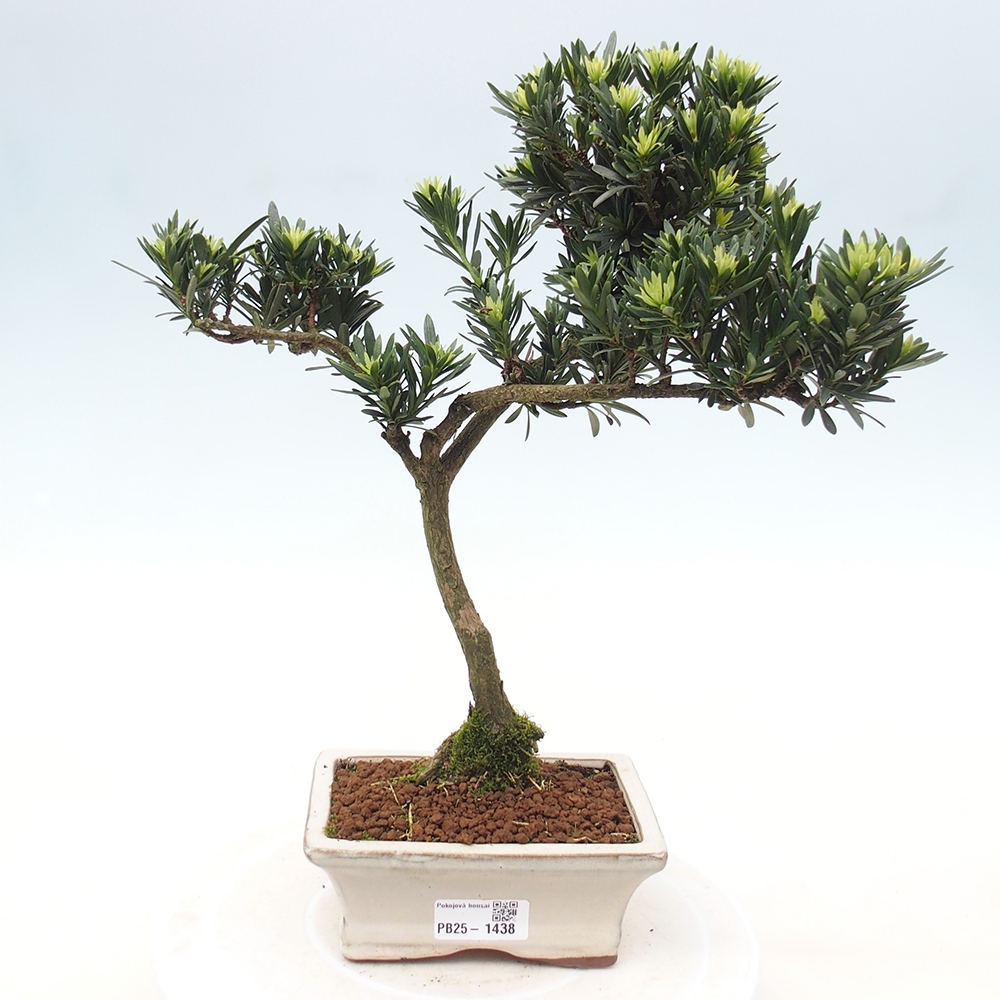 Indoor-Bonsai - Podocarpus - Stein tausend