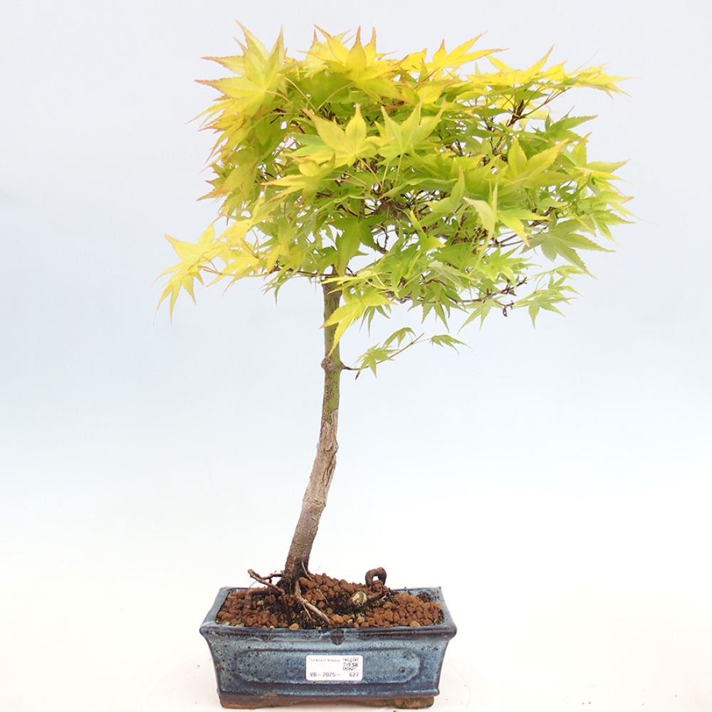 Bonsai im Freien - Acer palmatum Aureum - Goldener Palmahorn