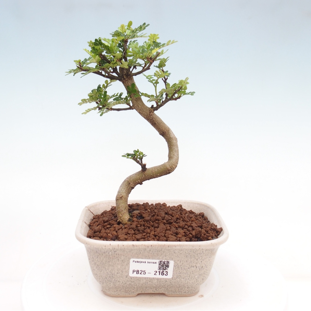 Indoor Bonsai -Ligustrum chinensis - Vogelschnabel