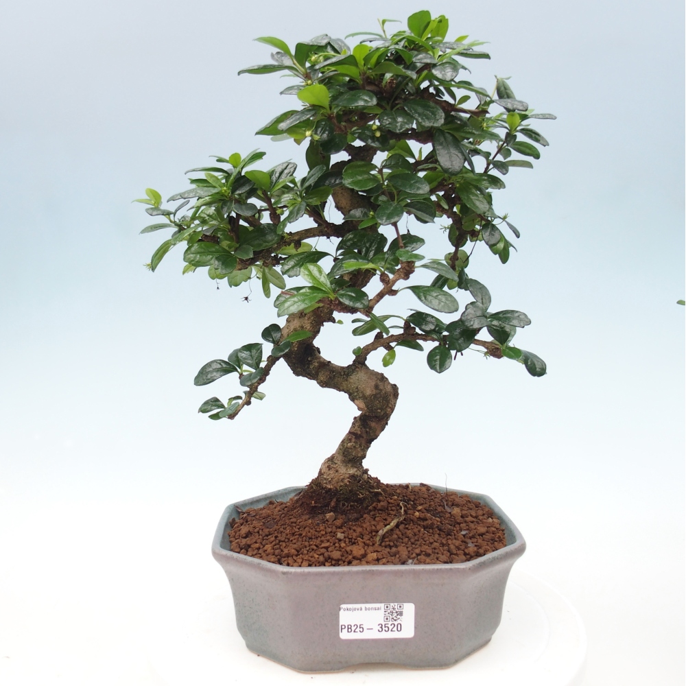 Zimmer-Bonsai - Carmona macrophylla - Tee-Fuki