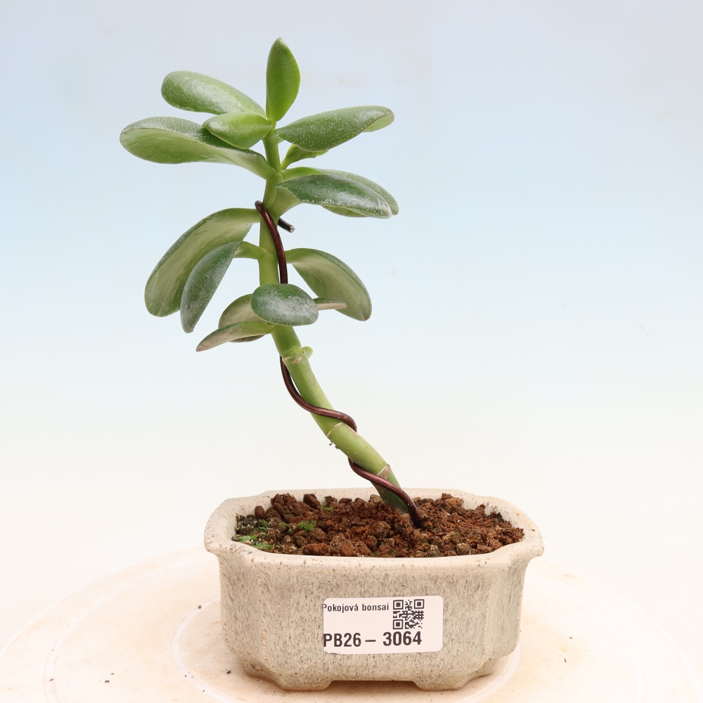 Zimmerbonsai – Eiförmige Dickblattpflanze – Crassula ovata