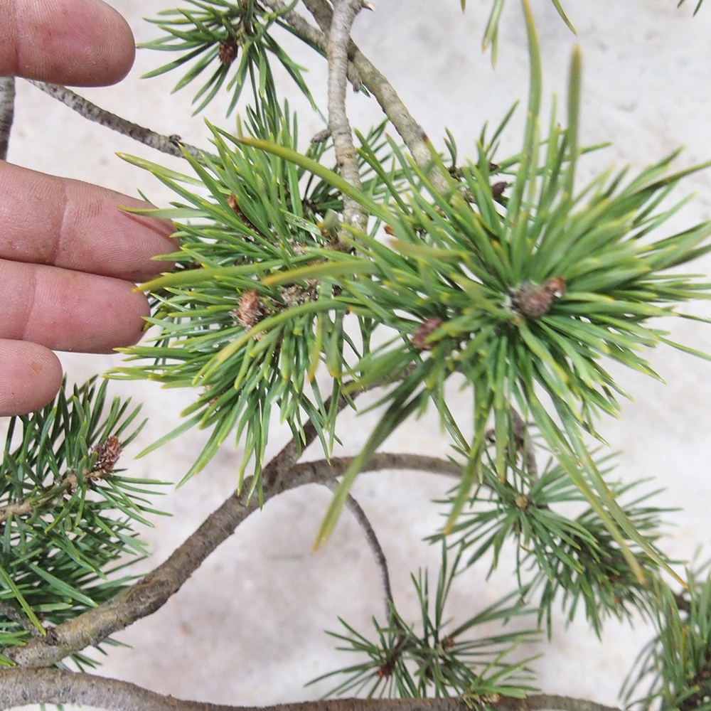 Yamadori - Pinus sylvestris 