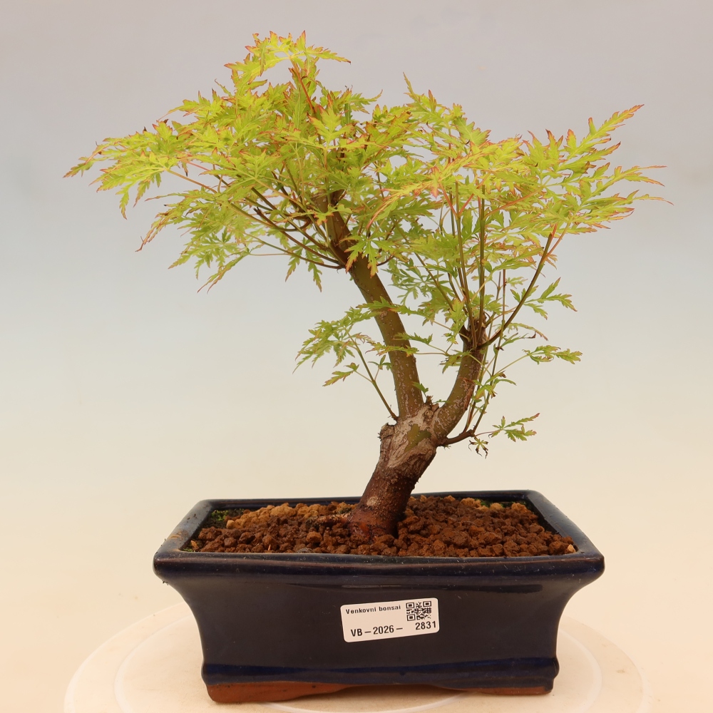Bonsai für draußen - Acer palmatum Dissectum
