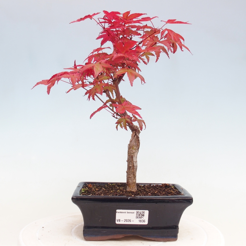 Bonsai für draußen - Acer palmatum DESHOJO