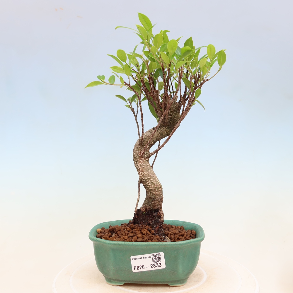 Zimmerbonsai - Ficus kimmen - Kleinblättriger Ficus