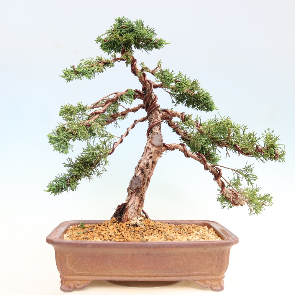 Bonsai für draußen - Juniperus chinensis Kishu