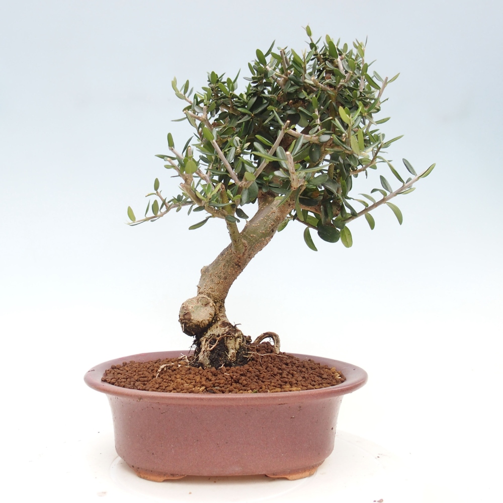 Indoor-Bonsai - Olea europaea sylvestris - Europäisches kleinblättriges Olivenöl