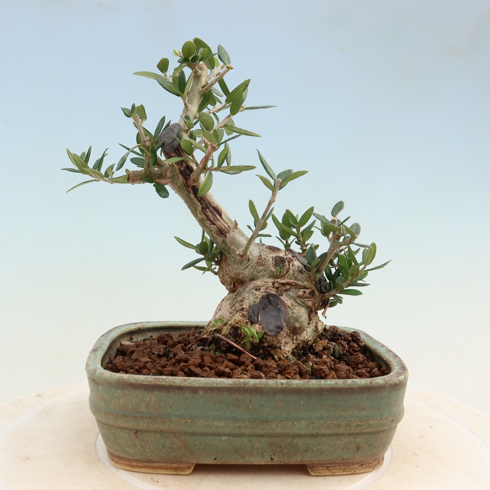 Zimmerbonsai - Olea europaea sylvestris