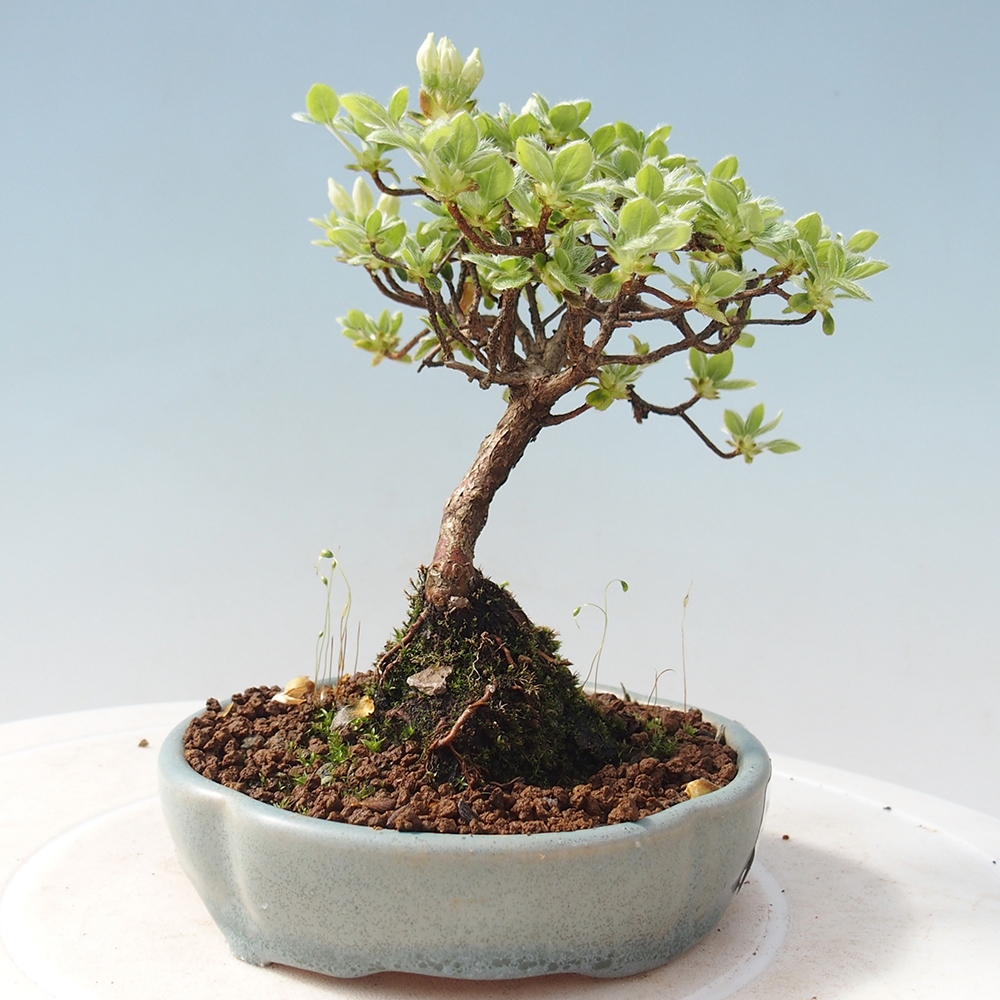 Outdoor-Bonsai - Rododendron indicum - Japanische Azalee