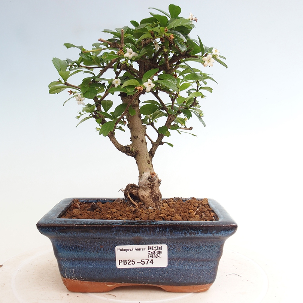 Zimmerbonsai - Carmona Macrophylla - Fuki-Tee