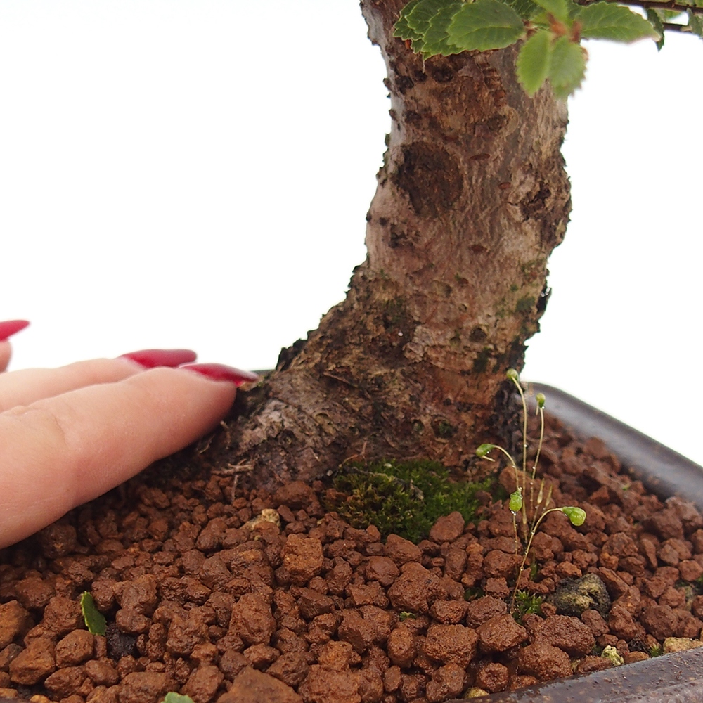 Bonsai im Freien - Ulmus parvifolia Hokkaido - Chinesische Ulme