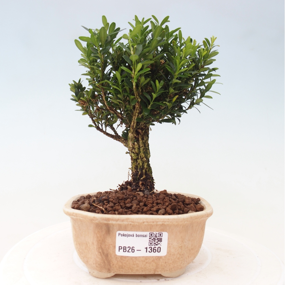 Zimmer Bonsai - Buxus harlandii - Korkbuxus