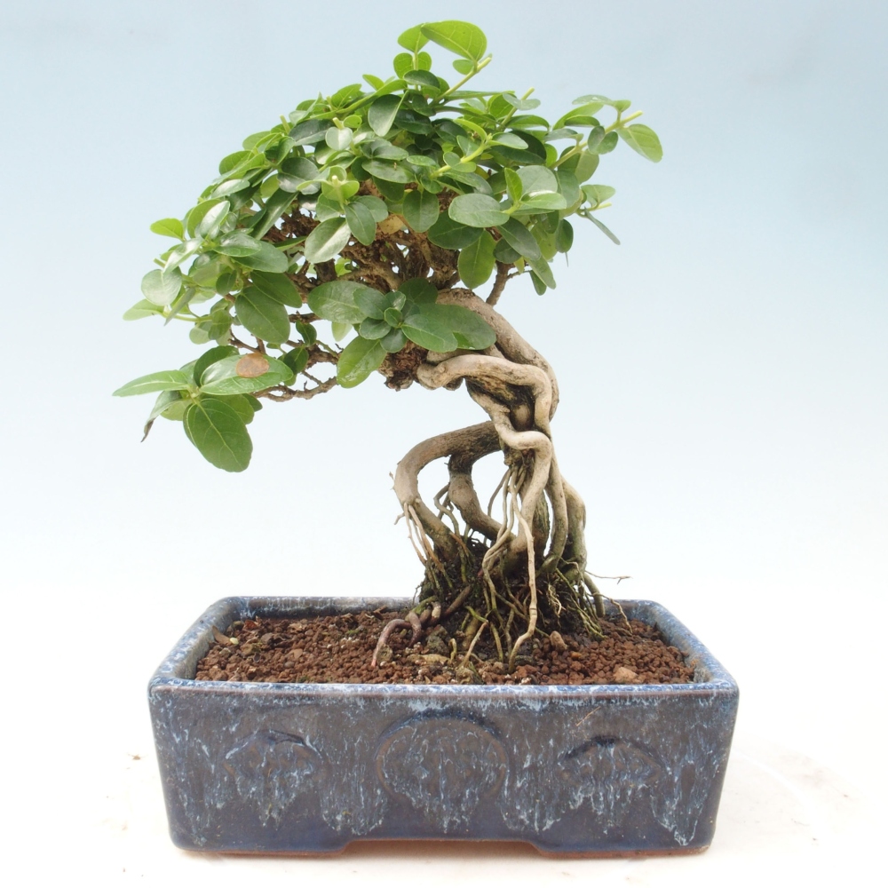 Zimmerbonsai - Premna serratifolia - Kozlovon kleinblättrig