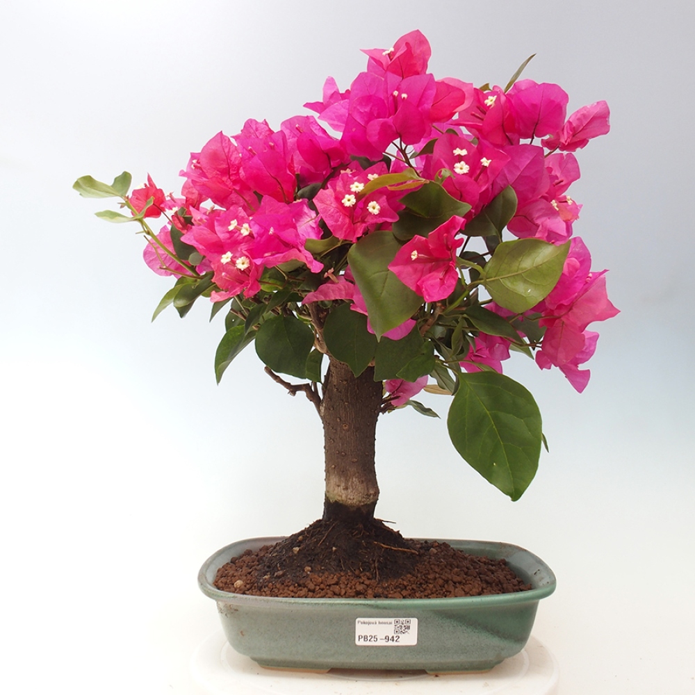 Indoor Bonsai - Bouganwilea