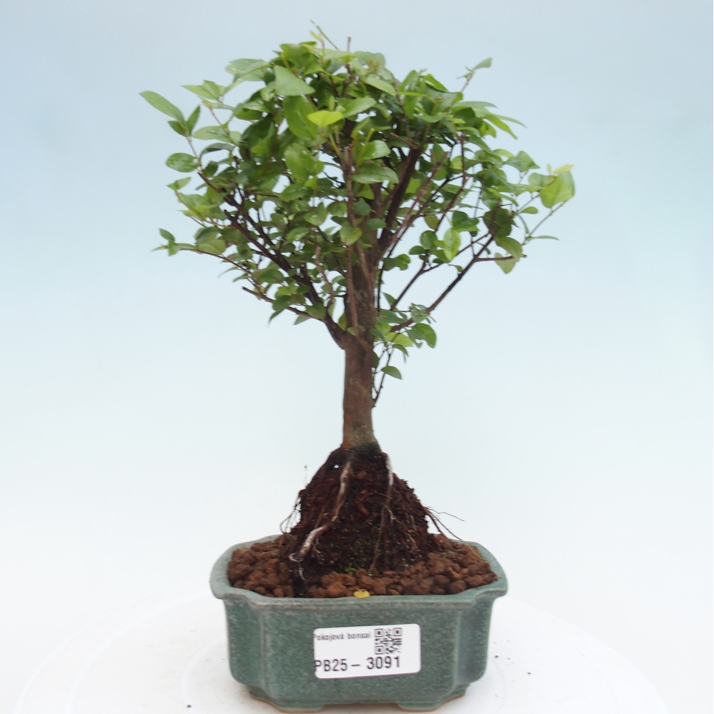 Indoor Bonsai - Sagerécie Thea - Sagerécie Thea