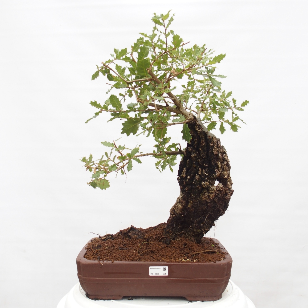 Yamadori - Quercus Ilex - Steineiche