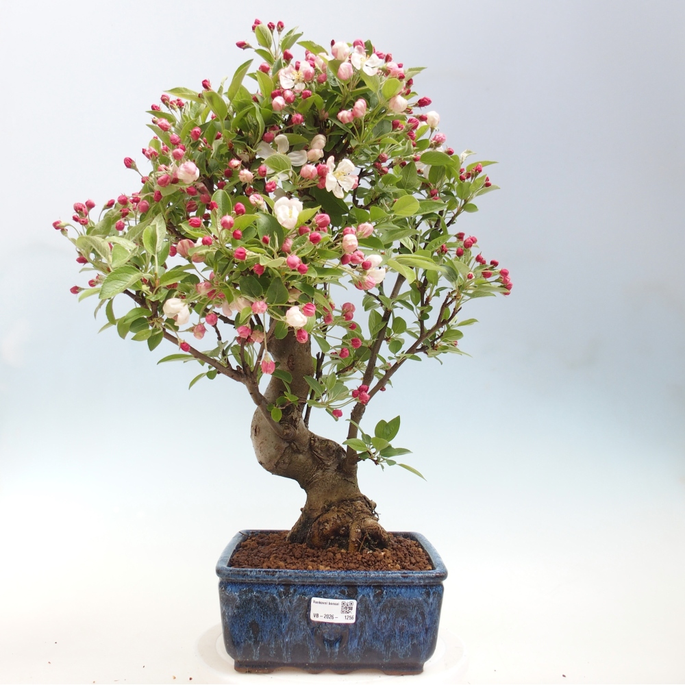 Outdoor-Bonsai -Malus halliana - Kleinfrüchtiger Apfelbaum