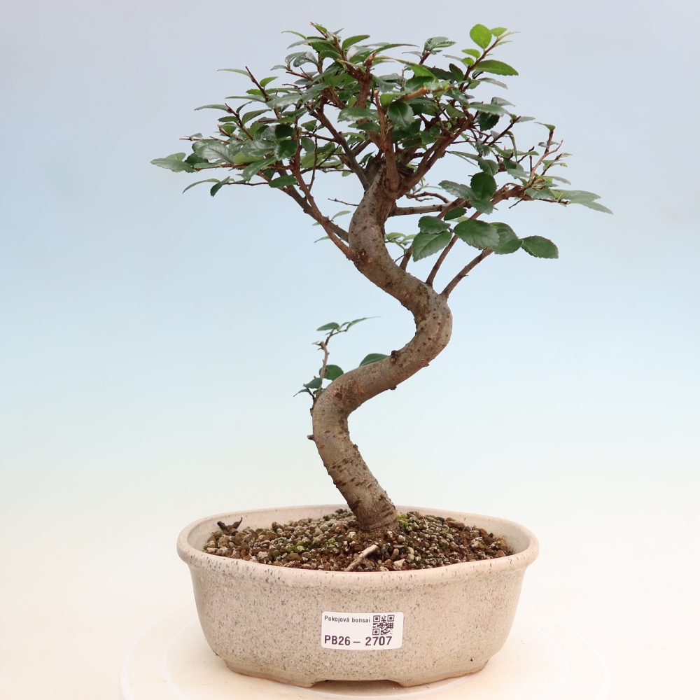Zimmerbonsai - Ulmus parvifolia - Kleinblättrige Ulme