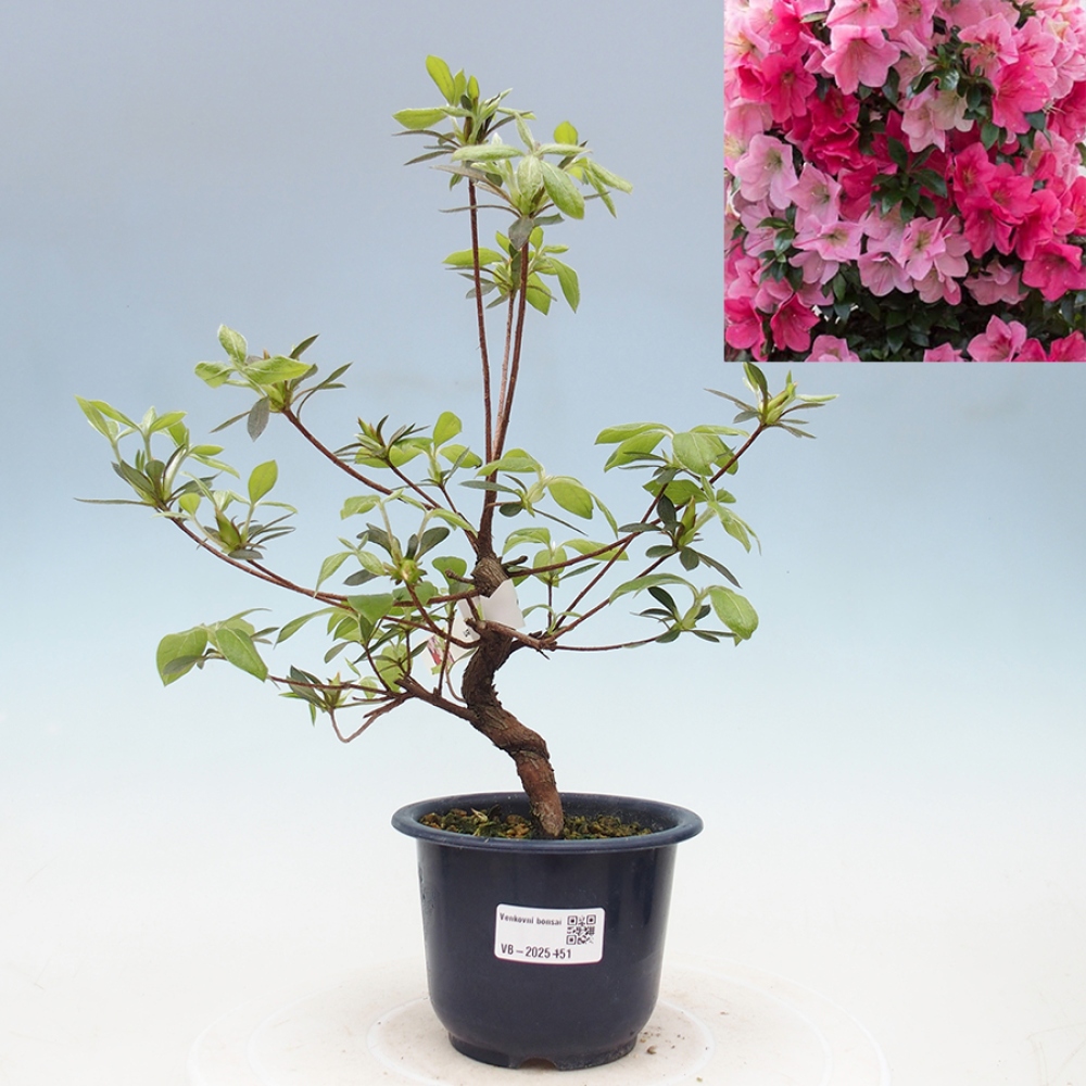 Bonsai im Freien - Japanische Azalee - Azalea Saien