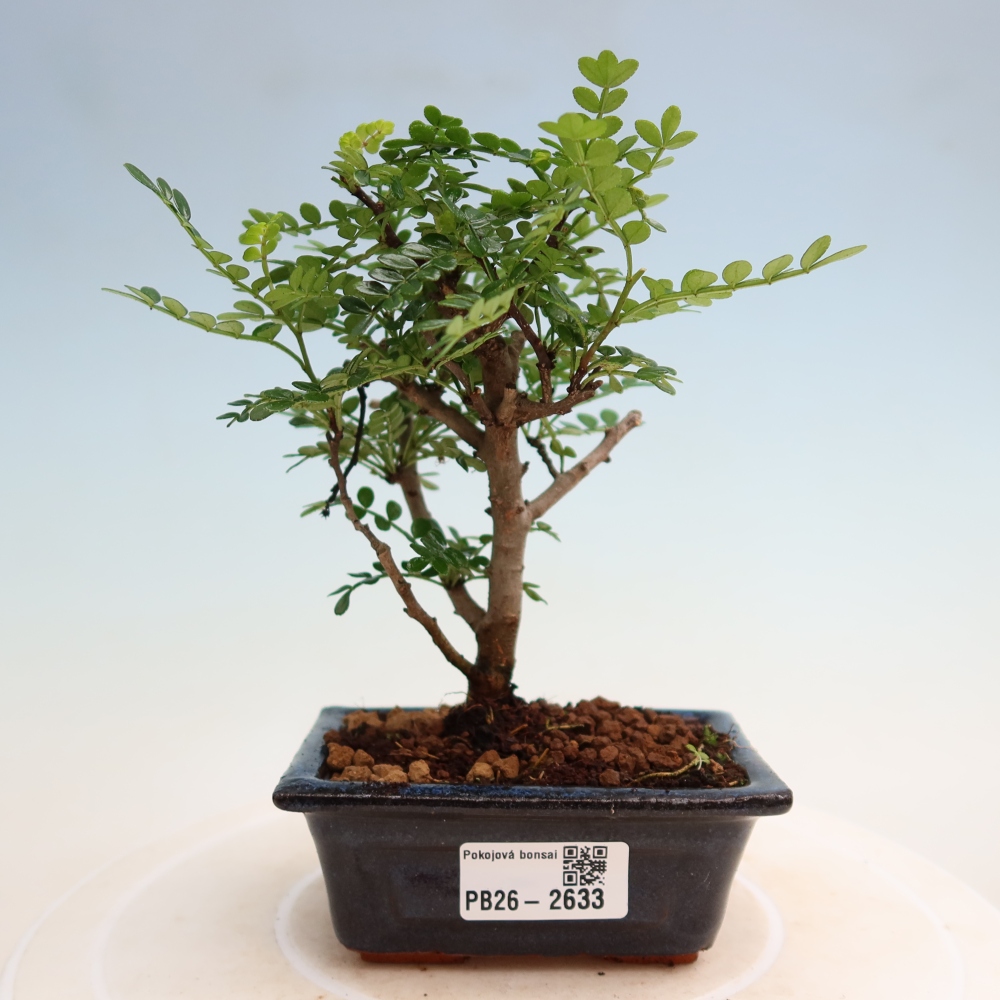 Zimmer Bonsai - Zantoxylum piperitum - Pfefferbaum