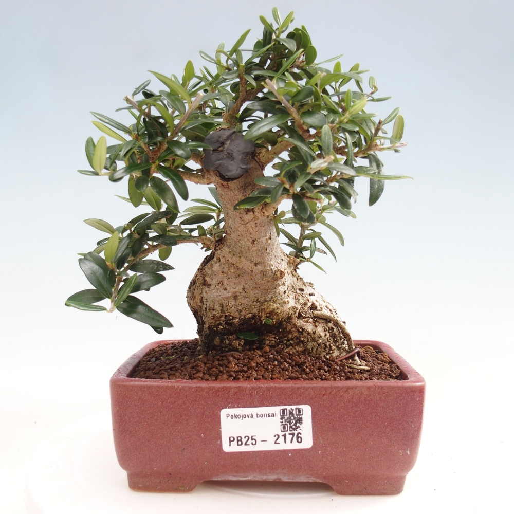 Indoor-Bonsai - Olea europaea sylvestris - Europäisches kleinblättriges Olivenöl