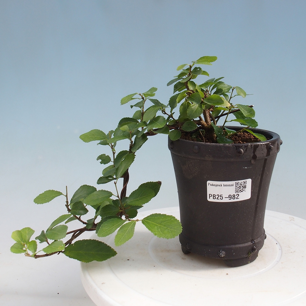 Zimmerbonsai - Grewia occidentalis - Lavendelstern