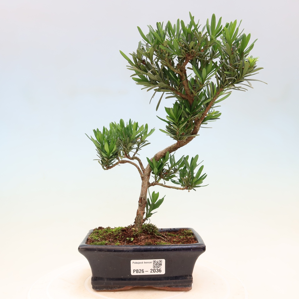 Zimmerbonsai - Podocarpus - Stein-Eibe