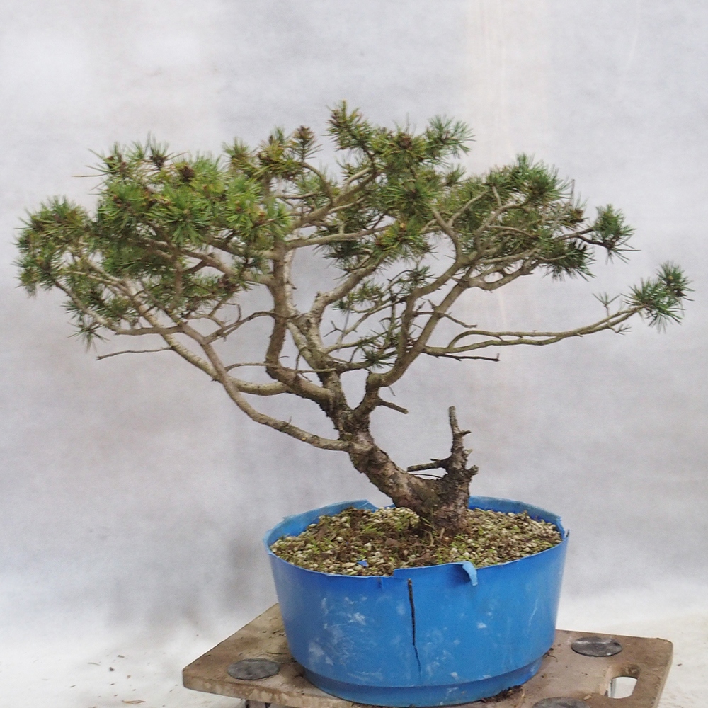 Yamadori - Pinus sylvestris 