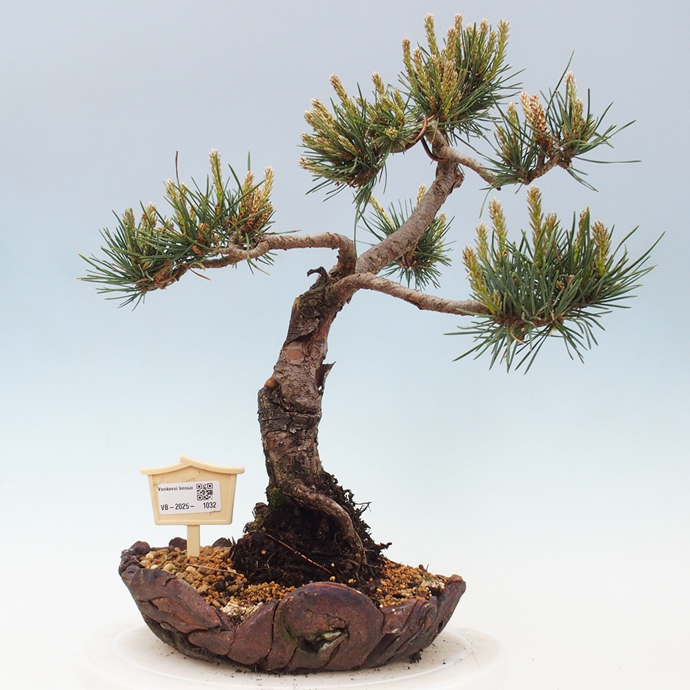 Bonsai im Freien - Pinus Sylvestris - Waldkiefer