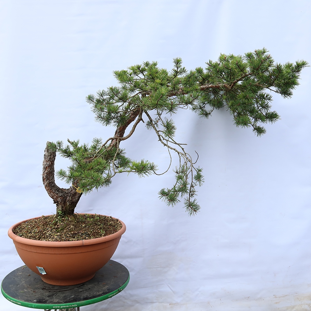 Pinus sylvestris Spanien – Waldkiefer