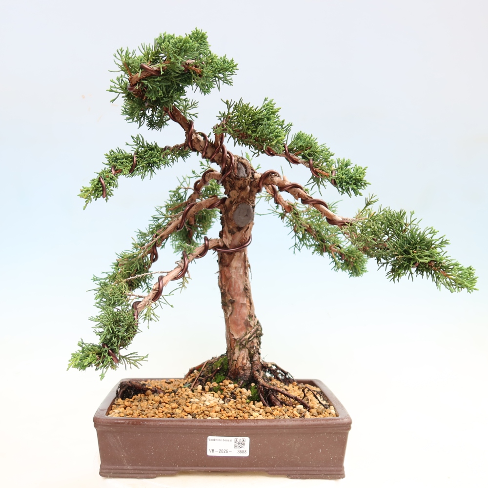 Bonsai für draußen - Juniperus chinensis Kishu