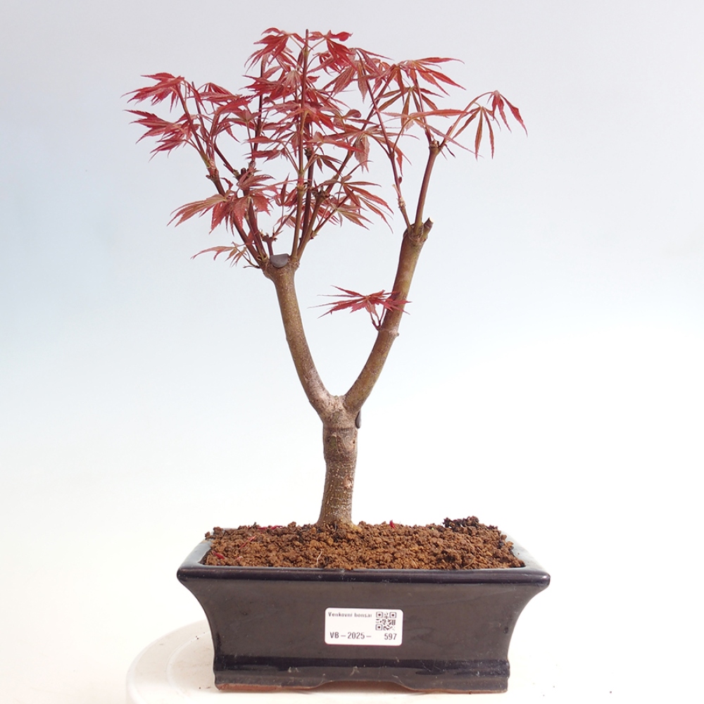 Bonsai im Freien - Acer-Palme. Atropurpureum-Palmenblatt-Ahorn
