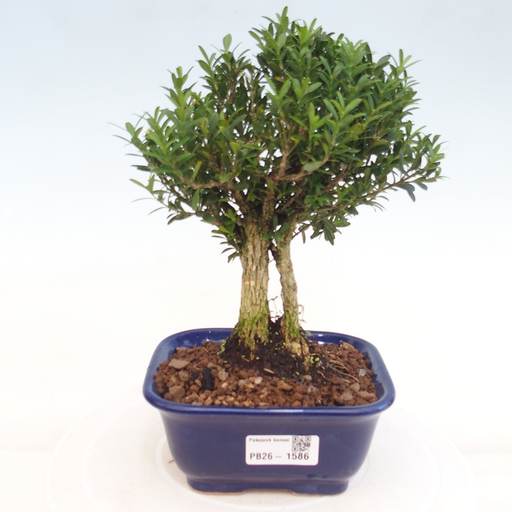 Zimmer Bonsai - Buxus harlandii - Korkbuxus