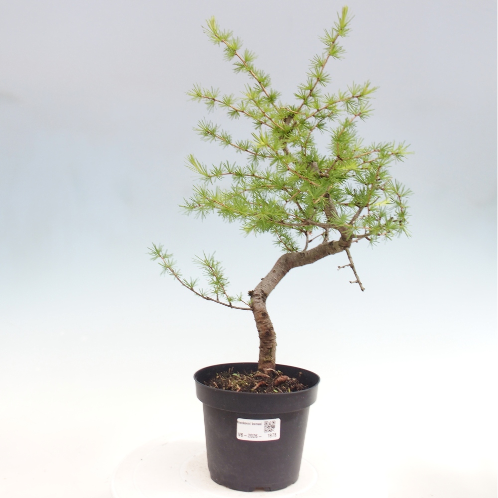 Bonsai für draußen -Larix decidua - Lärche