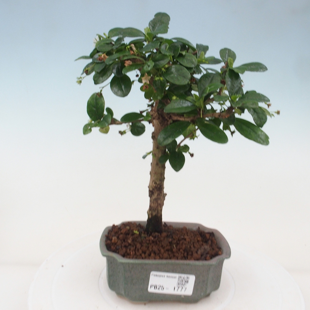 Zimmerbonsai - Carmona Macrophylla - Fuki-Tee