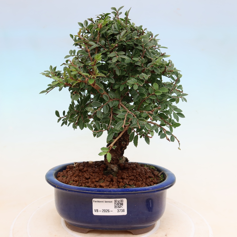 Bonsai für draußen - Zelkova - Zelkova NIRE