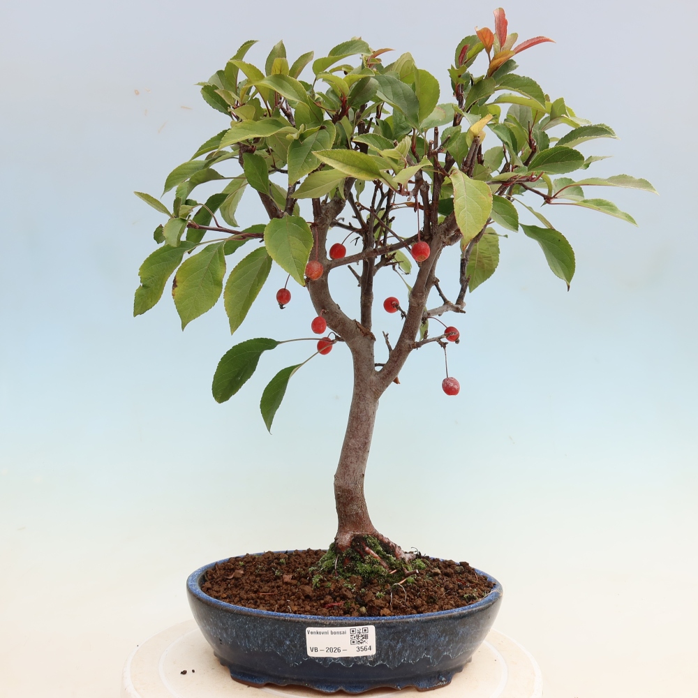 Outdoor-Bonsai -Malus domestica - Kleinfrüchtiger rotblättriger Apfelbaum