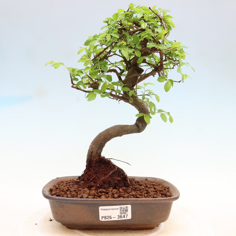 Zimmerbonsai - Ulmus parvifolia - Kleinblättrige Ulme