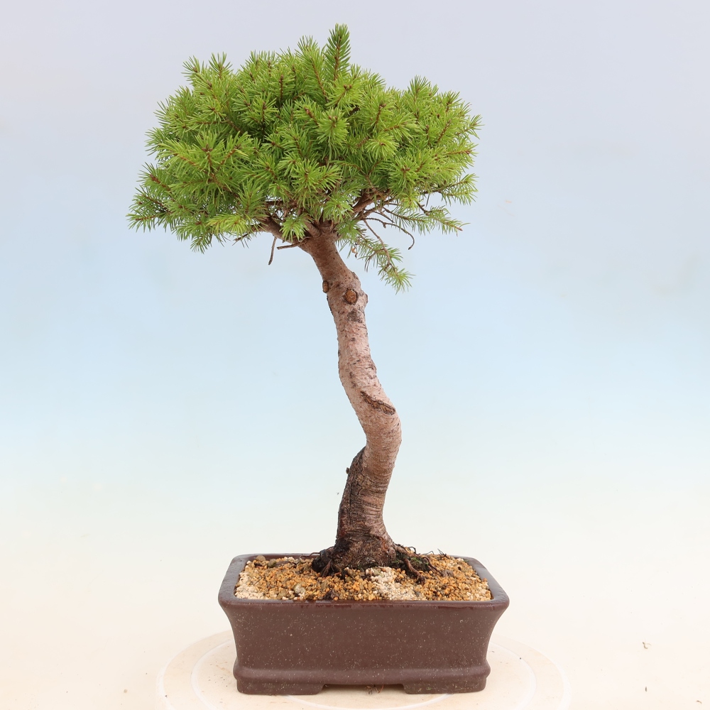 Bonsai für draußen - Fichte - Picea glauca globe