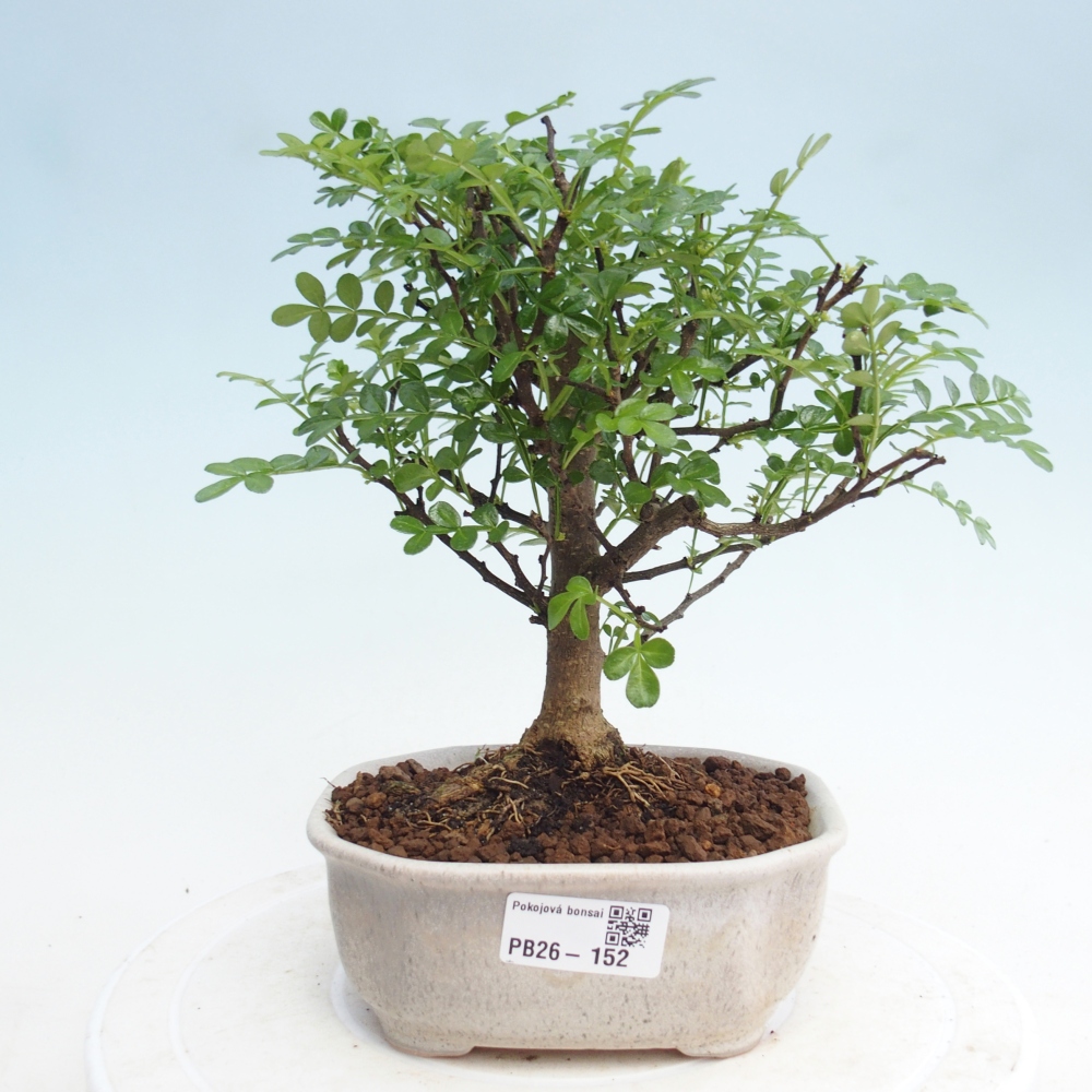 Zimmer Bonsai - Zantoxylum piperitum - Pfefferbaum