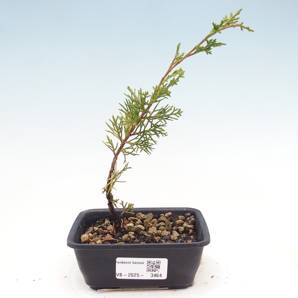 Bonsai für draußen - Juniperus chinensis Itoigawa