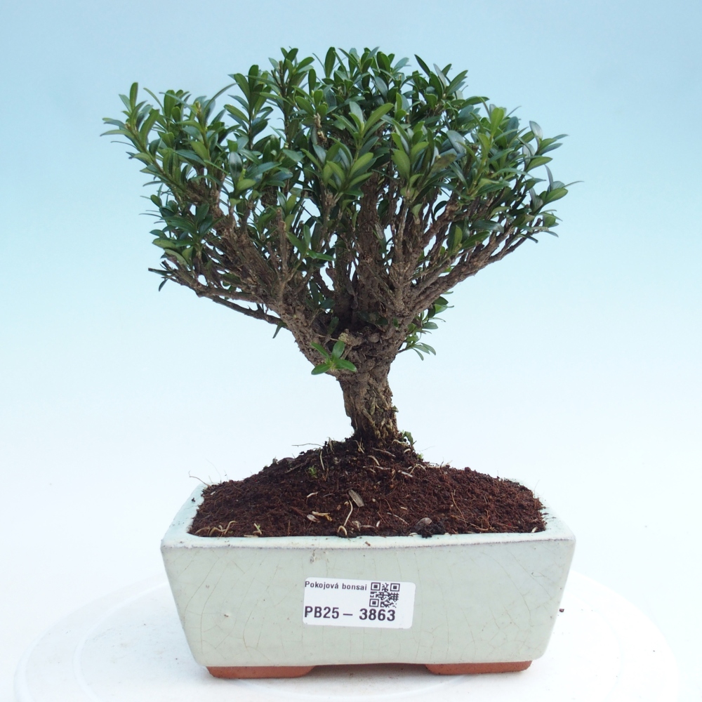 Zimmer Bonsai - Buxus harlandii - Korkbuxus