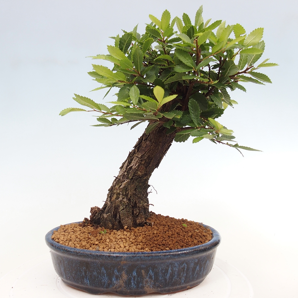 Bonsai im Freien - Zelkova - Zelkova NIRE