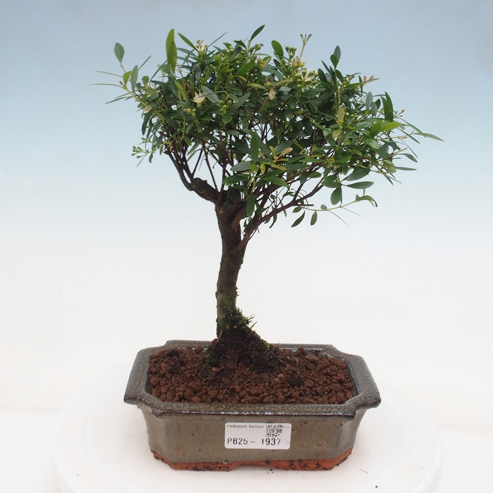Zimmer Bonsai - Syzygium - Pimentovník
