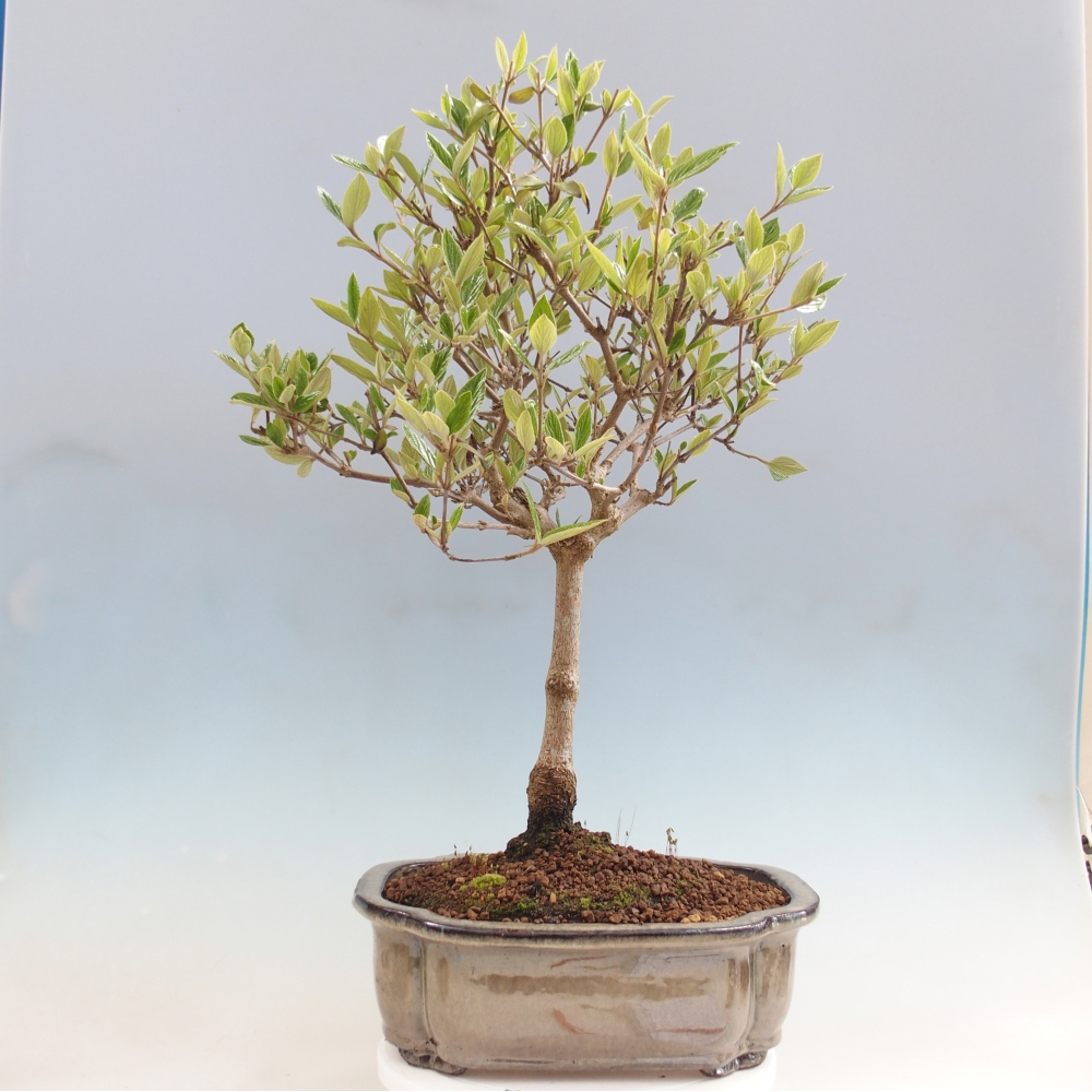 Outdoor Bonsai-Kalina Bodnanská - Viburum carlesii hemsi - nur persönliche Abholung oder Palettentransport