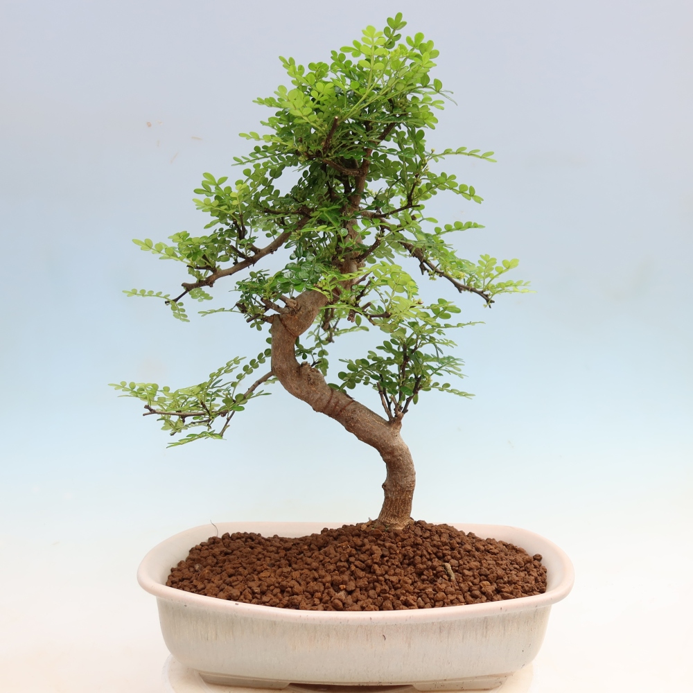 Zimmer Bonsai - Zantoxylum piperitum - Pfefferbaum