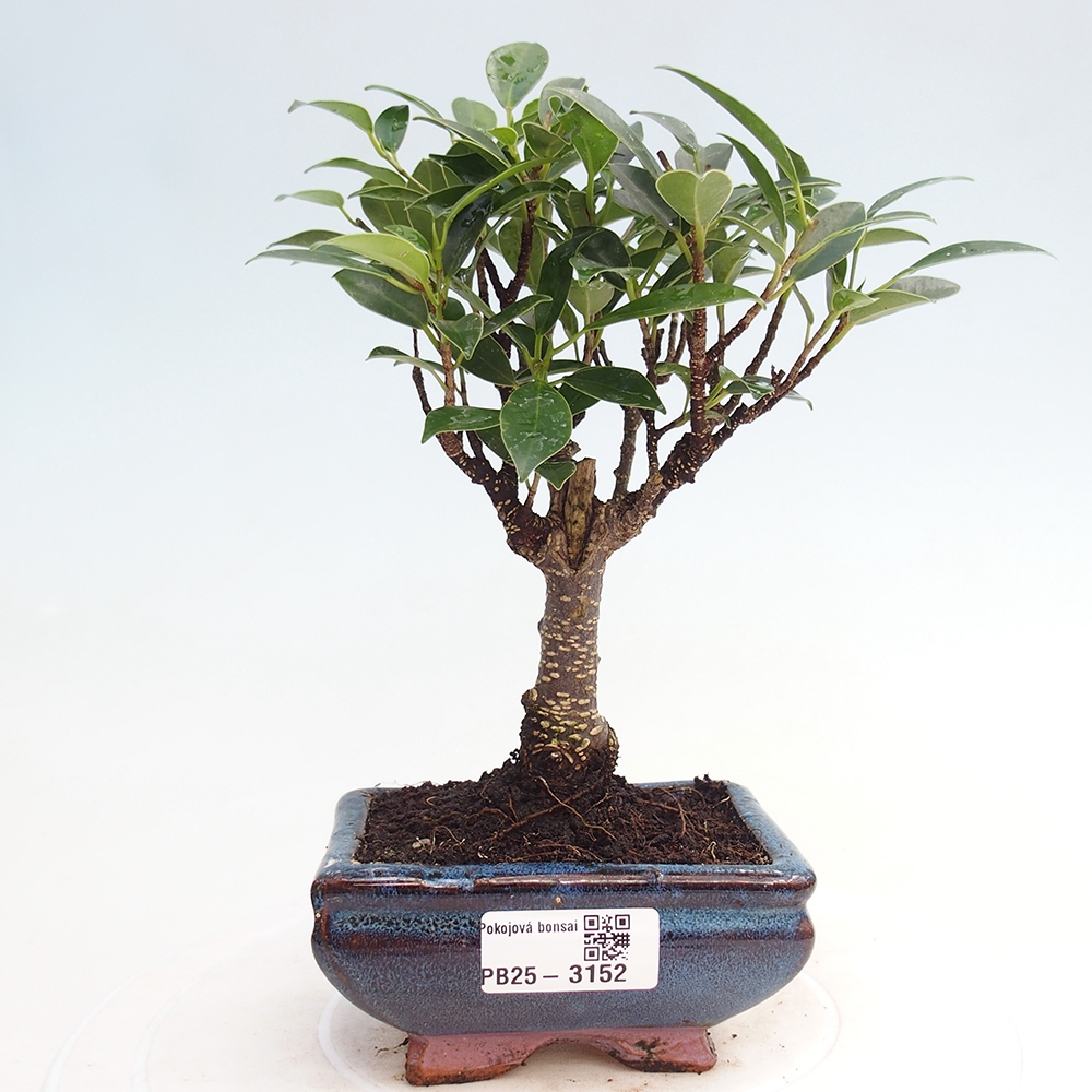 Zimmerbonsai - Kleinblättriger Ficus - Ficus kimmen