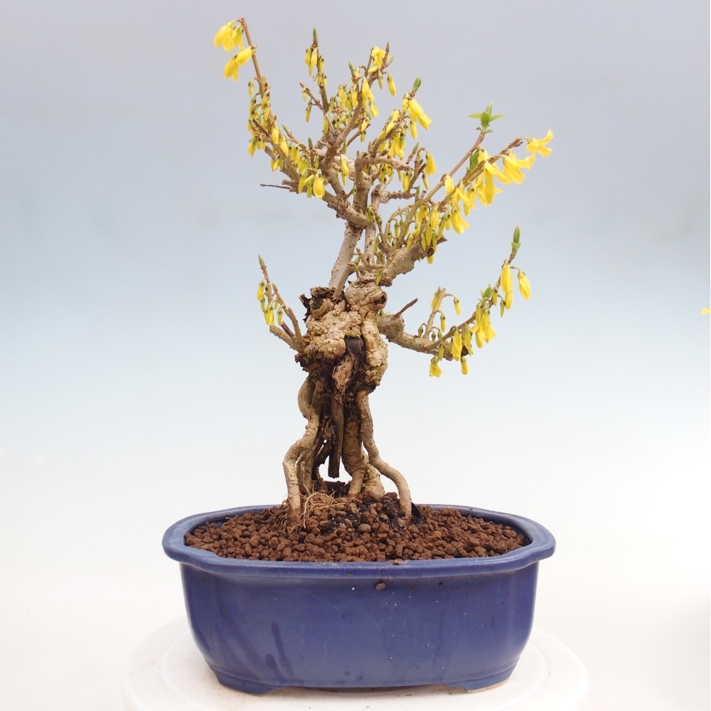 Bonsai für draußen - Zlatice - Forsythia koreana