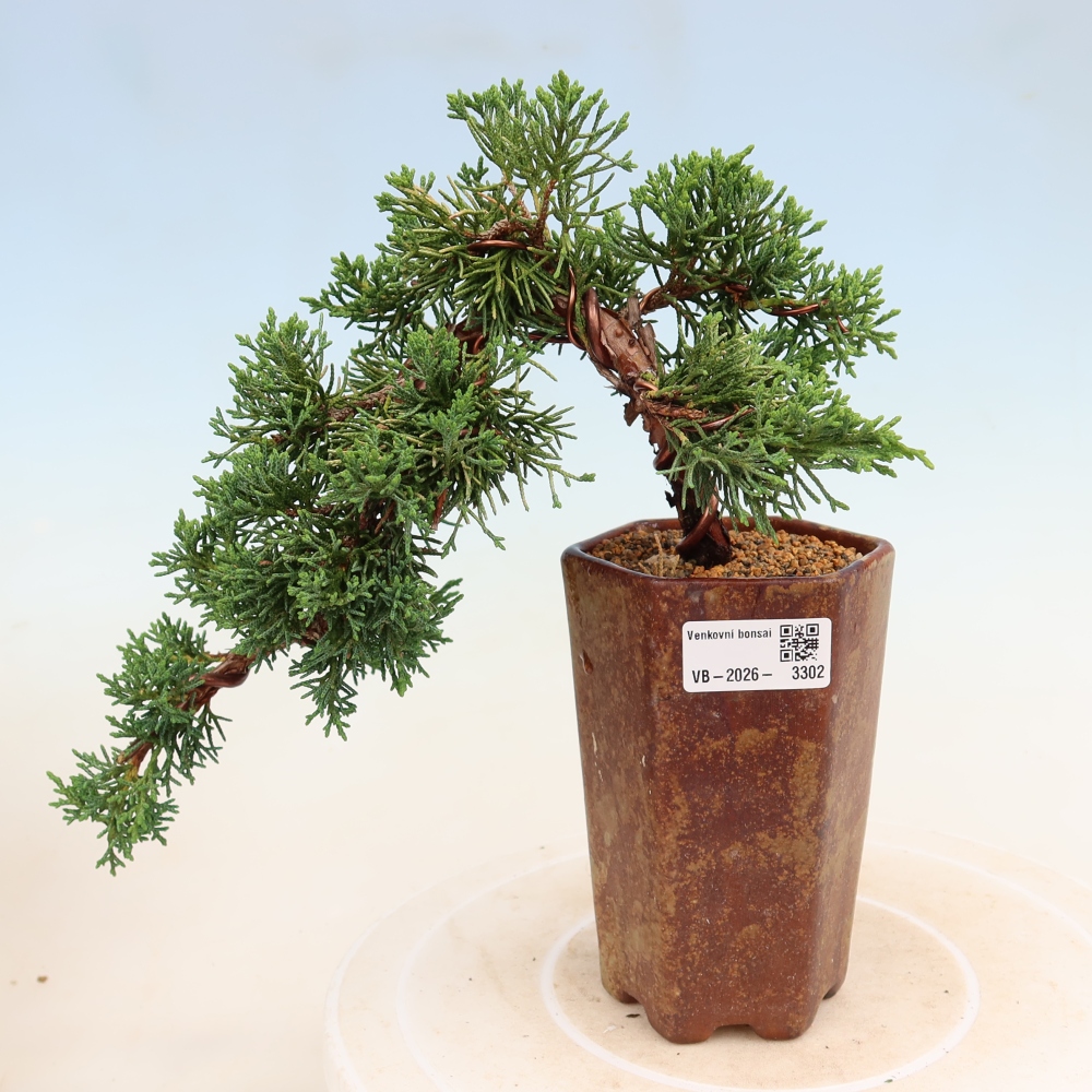 Bonsai für draußen - Juniperus chinensis Kishu
